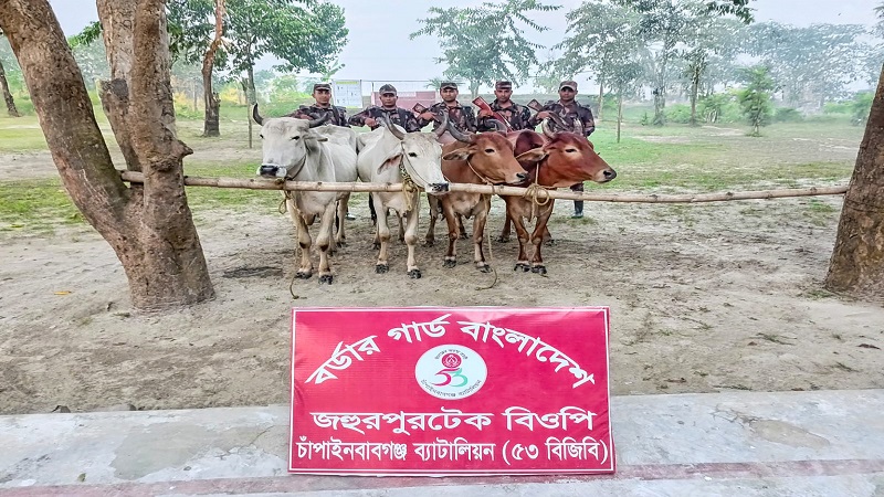 চাঁপাইনবাবগঞ্জ সীমান্তে ভারতীয় ইয়াবা,গরু ও নেশার ট্যাবলেট জব্দ,যুবক আটক